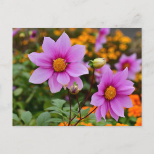 Färgfläckande Dahlia Flowers Vykort