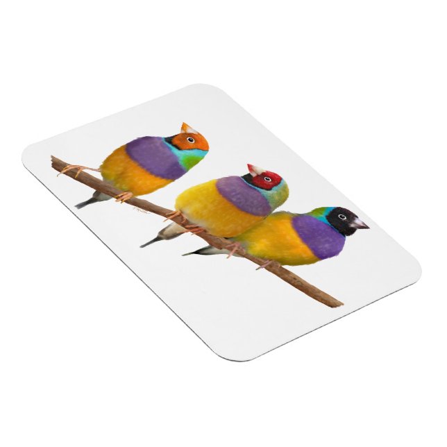 Färgfläckar i äggceller i pastellform magnet (Högersidan)