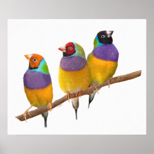 Färgfläckar i äggceller i pastellform poster
