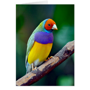 Färgfläckig gouldian fink hälsningskort