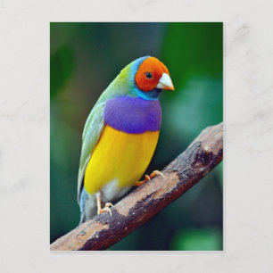 Färgfläckig gouldian fink vykort