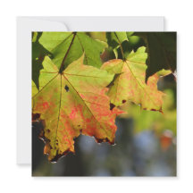 Färgfläckig höst löv