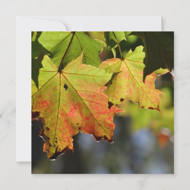 Färgfläckig höst löv (Framsida)