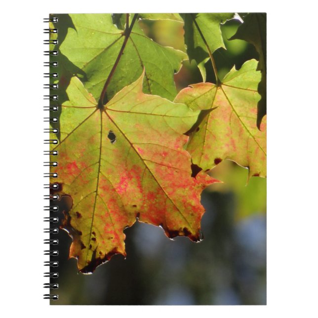 Färgfläckig höst löv anteckningsbok (Framsidan)