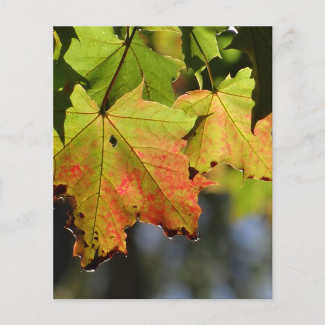 Färgfläckig höst löv flygblad (Framsidan)