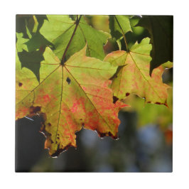 Färgfläckig höst löv kakelplatta