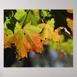 Färgfläckig höst löv poster