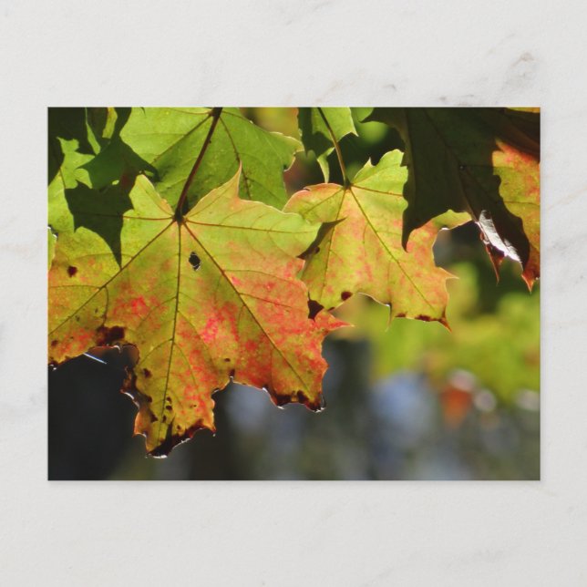 Färgfläckig höst löv vykort (Framsida)