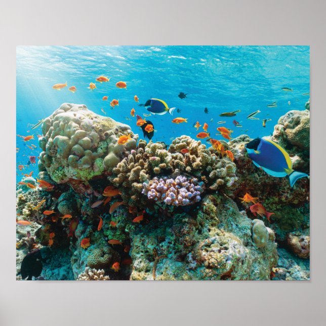 Färgfläckig korallrev med tropiska fisken poster (Framsidan)