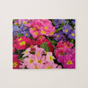 Färgfläckig Medley Rosa Blue Lila Primula Flowers Pussel