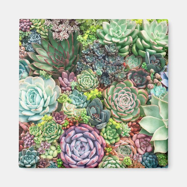 Färgfläckigt sukulärt Garden Magnet (Framsidan)