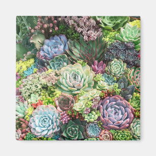 Färgfläckigt sukulärt Garden Magnet