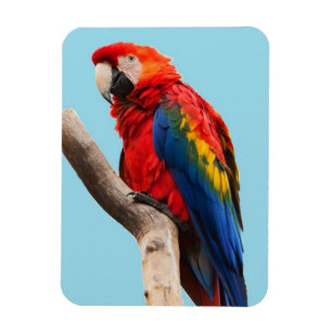 Färgfläcksfoto Porträtt Magnet