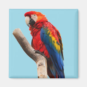 Färgfläcksfoto Porträtt Magnet
