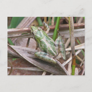 Färgfläcksfrog Vykort