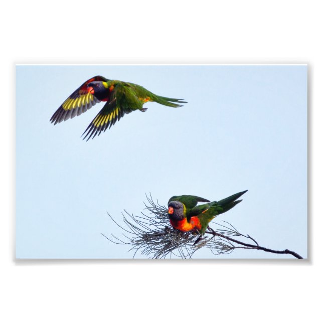 Färgflygande Lorikeet-papegojor Australien Fototryck (Framsidan)