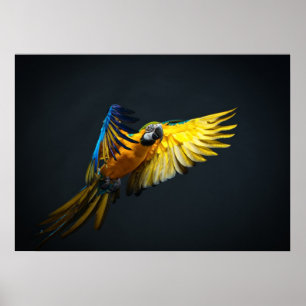 Färgflygning Ara på mörkens bakgrund Poster