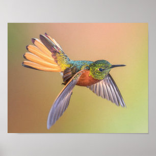 Färgflytande hummingbird-flugor poster