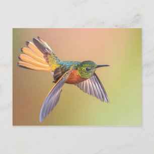 Färgflytande hummingbird-flugor vykort