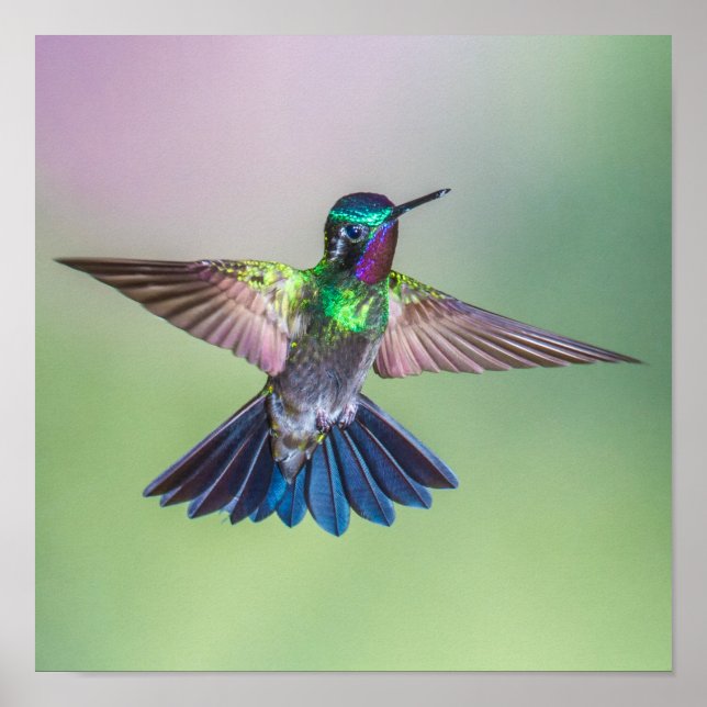 Färgflytande Hummingbird Poster (Framsidan)