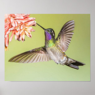 Färgflytande Hummingbird som flyger till en blomma Poster