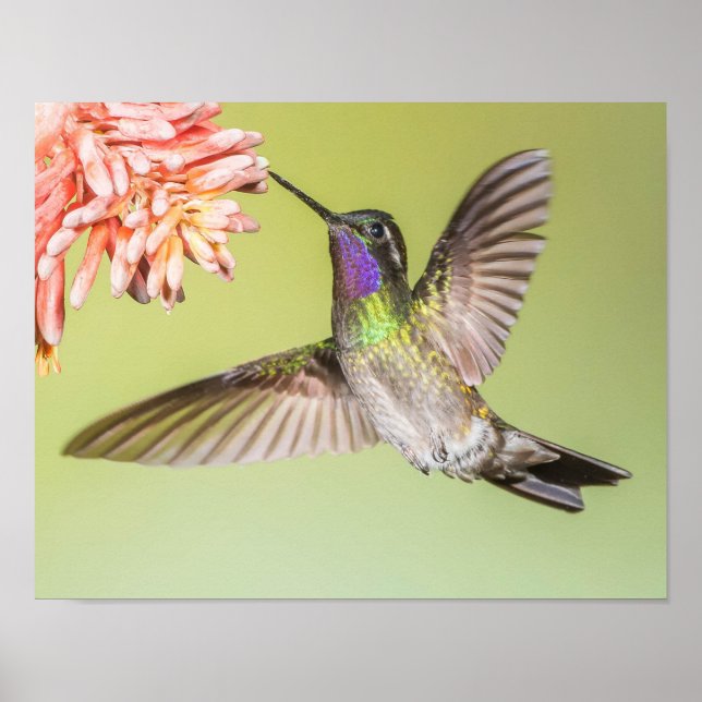 Färgflytande Hummingbird som flyger till en blomma Poster (Framsidan)