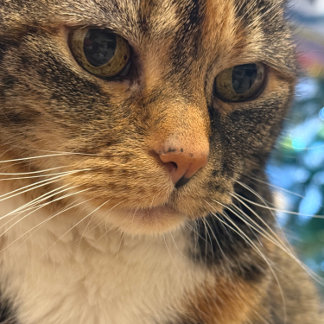 Färgfoto av att koppla av för katt kort