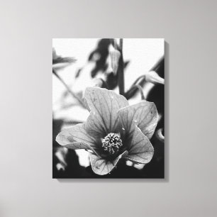 Färgfotografi av Abutilon Flower Black and White Canvastryck
