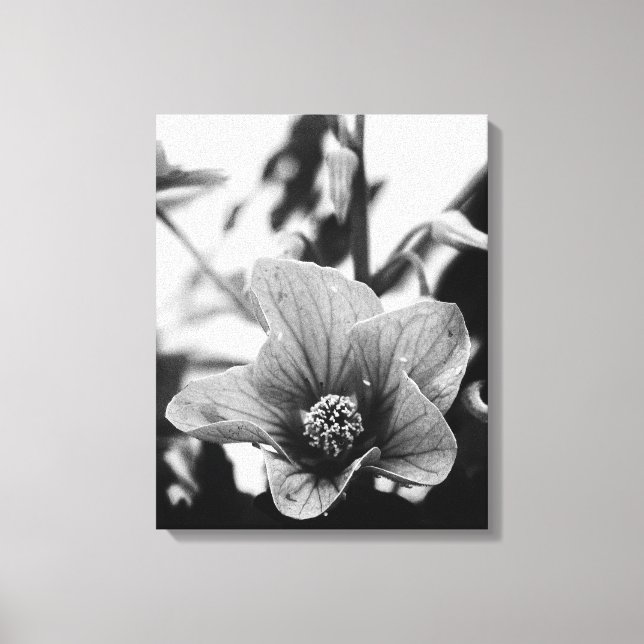 Färgfotografi av Abutilon Flower Black and White Canvastryck (Framsida)