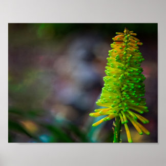 Färgfotografi av Psykedelisk blomma Poster