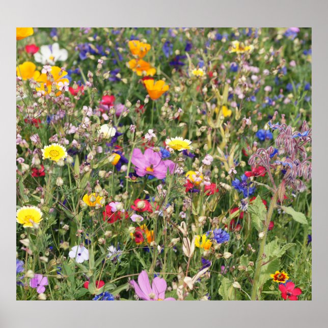 Färgfull ängsskugga för vilda blommor, levande mön poster (Framsidan)