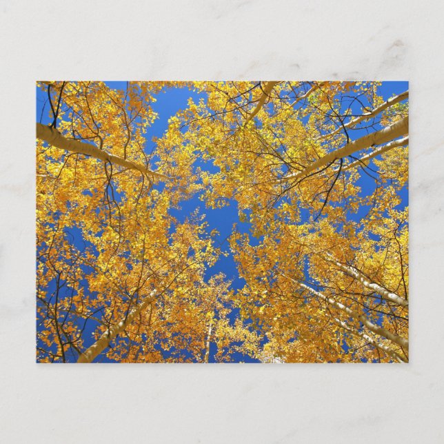 Färgfull Colorado Aspen ... Vykort (Framsida)