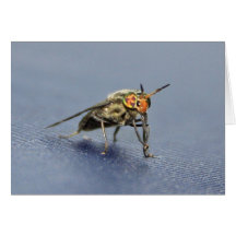 Färgfull flygfärgen