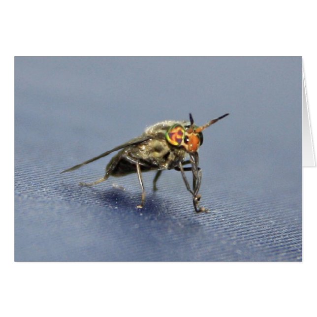 Färgfull flygfärgen hälsningskort (Framsidan Horizontal)