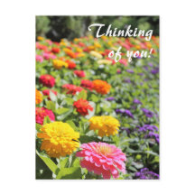 Färgfull Garden Dahlias "Thinking of you" Postcard