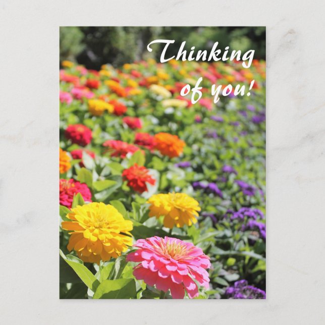 Färgfull Garden Dahlias "Thinking of you" Postcard Vykort (Framsida)