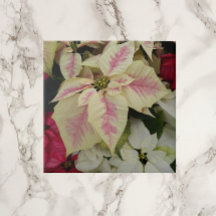 Färgfull Helgdag Poinsettias-Blommigt