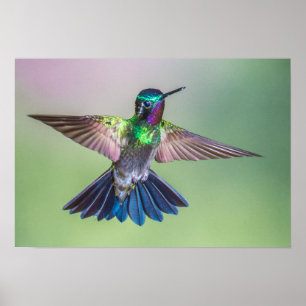 Färgfull Hummingbird under flygning Poster