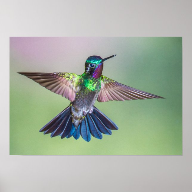 Färgfull Hummingbird under flygning Poster (Framsidan)