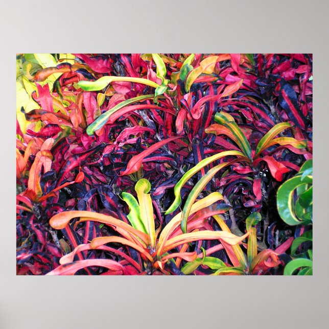 Färgfull Ivy - Poster (Framsidan)