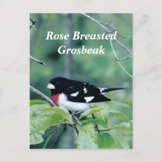 Färgfull kille, Ro bröstad Grosbeak Vykort