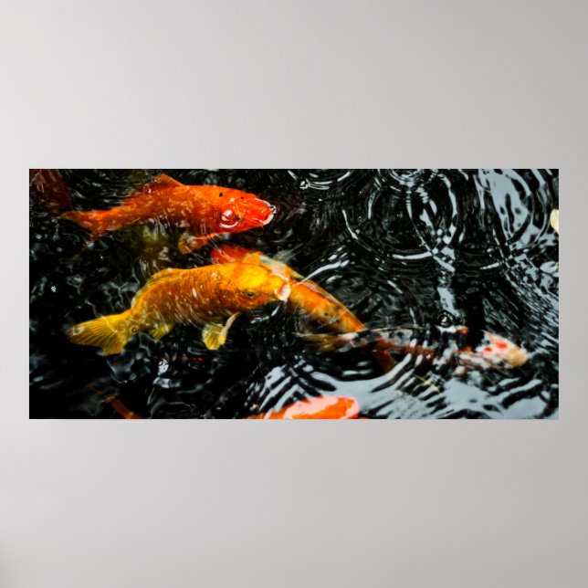 Färgfull koi-fisk | Chengdu Poster (Framsidan)