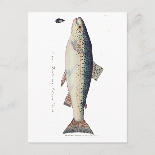 Färgfull laxillustration av vintage vykort (Framsida)