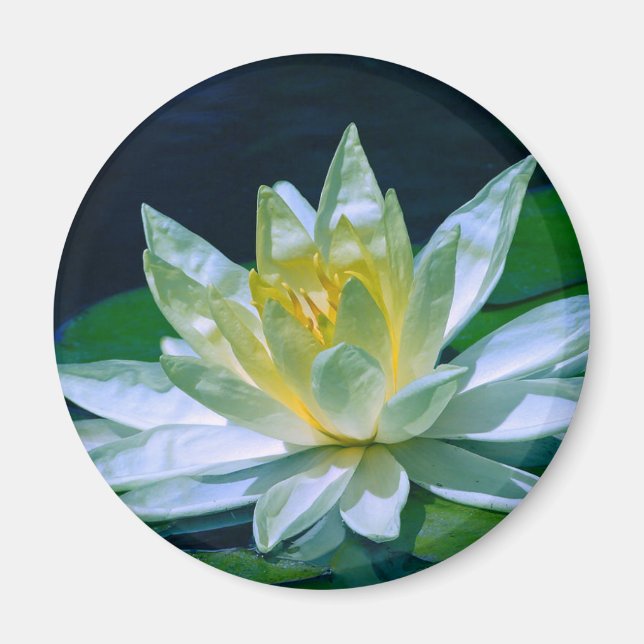 Färgfull Lotus Magnet (Framsidan)