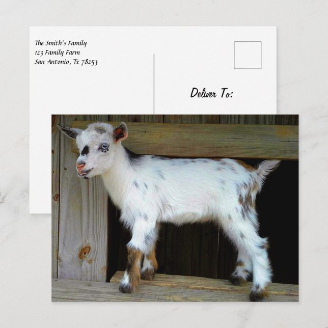 Färgfull nigeriansk Dwarf Goat med blå Ögon Vykort (Fram/baksida)