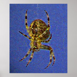 Färgfull orbspider poster