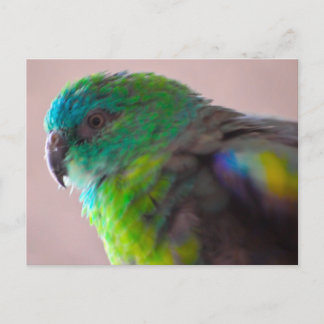 Färgfull papegoja 707 PARROT BIRD EXOTIC TEAL Vykort