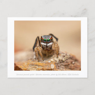 Färgfull Peacock Spider Makrofoto Vykort