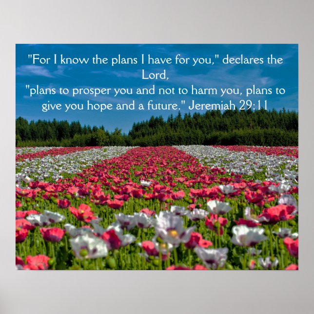 Färgfull poppy Fält Photo Bible Verse Poster (Framsidan)