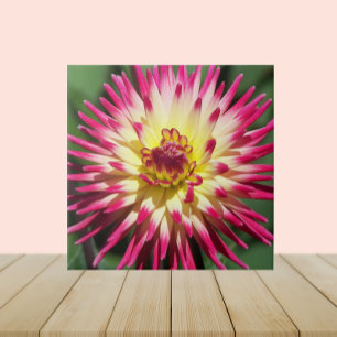 Färgfull Rosa Cactus Dahlia Bloom Blommigt Kakelplatta